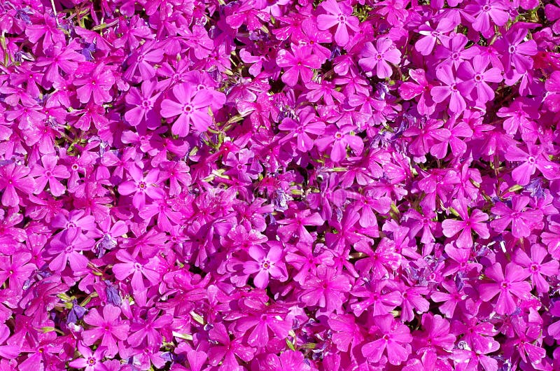 Pink wall of flowers stock image. Image of wallpaper 137436159