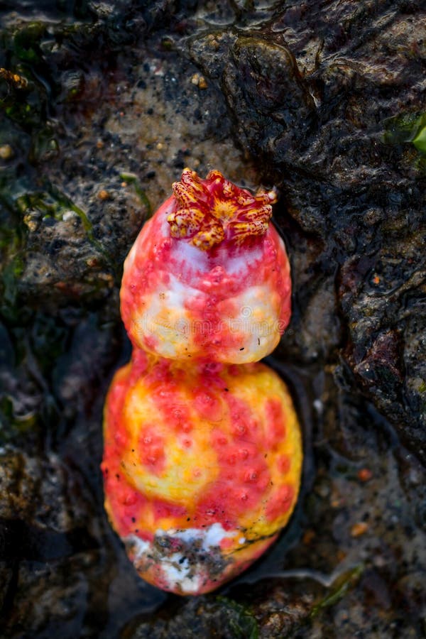 Pink warty sea cucumber stock photo. Image of animal 128347640