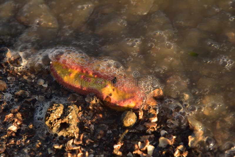 Pink Warty Sea Cucumber/PinkYellow Sea Cucumber on the Beach Stock
