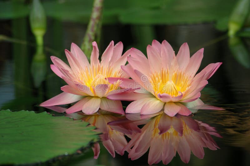 Water lilies stock photo. Image of england, dorset, flowers 78473434