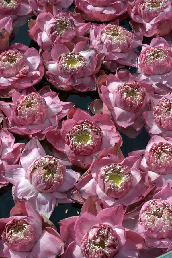 Pink Water Lilies in bloom stock image. Image of bloom 13610531