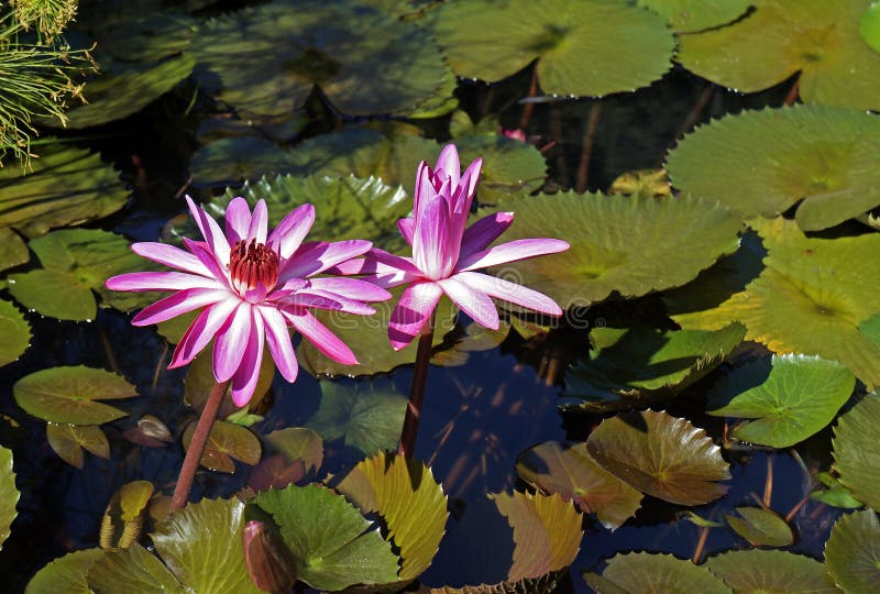 Pink water lilies, Nymphaea pubescens, on lake, Rio de Janeiro