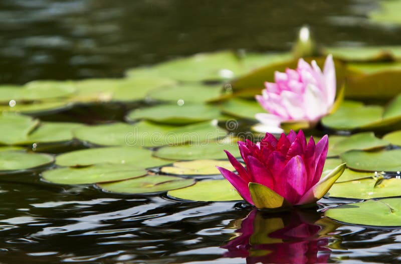 Pink Water Lilies Nymphaeaceae