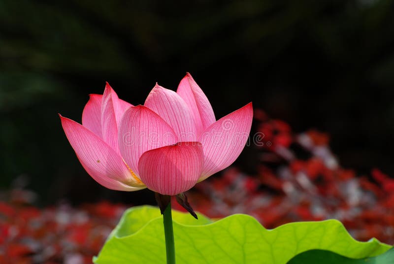 Pink Water Lily