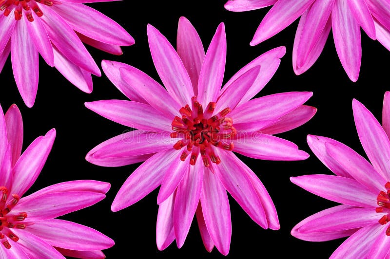 Pink water lily