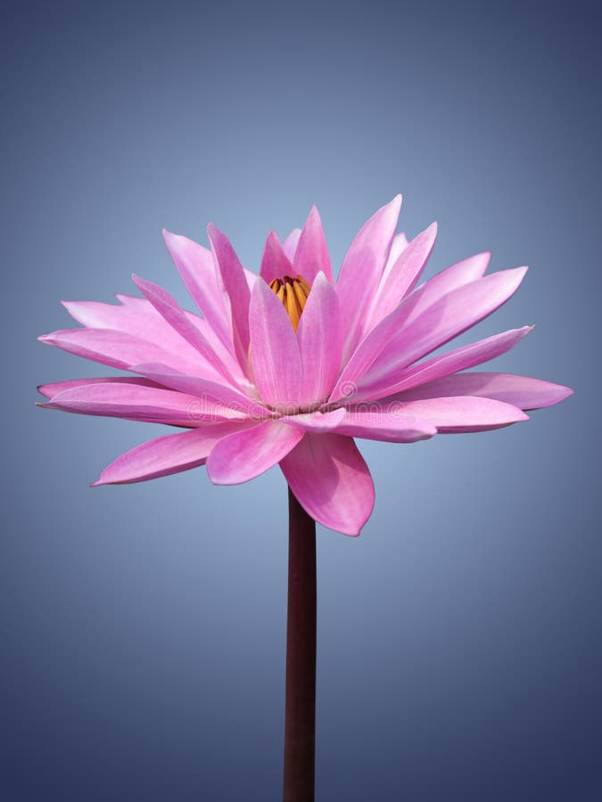 Pink water lily