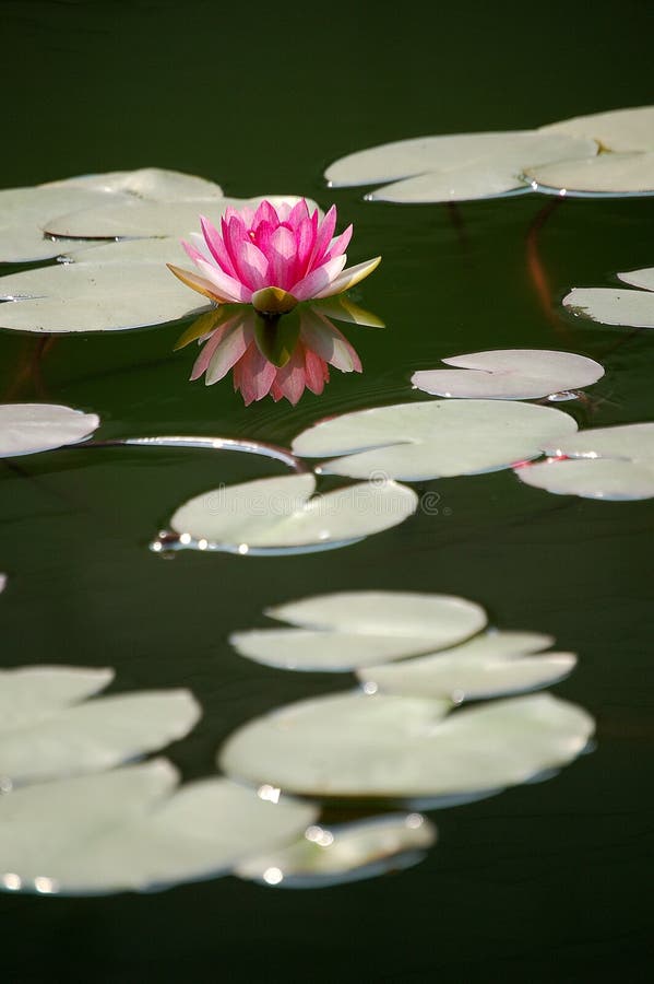 Pink water lily