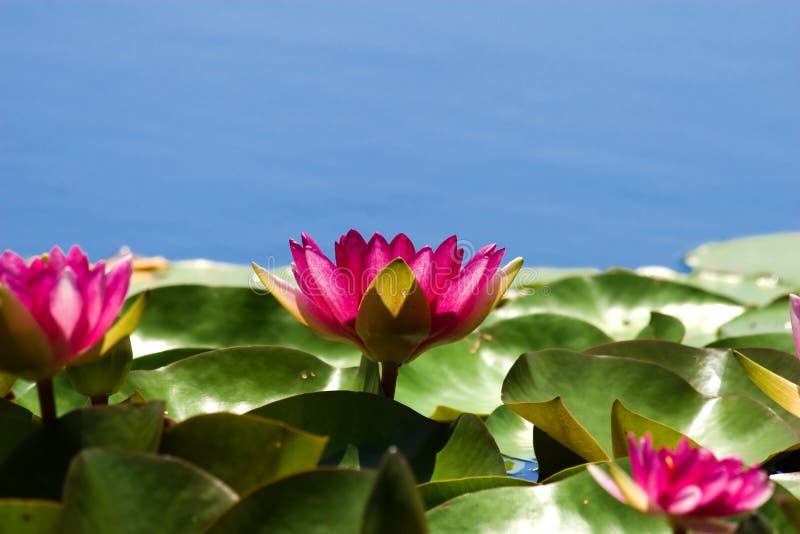 Pink Water Lily