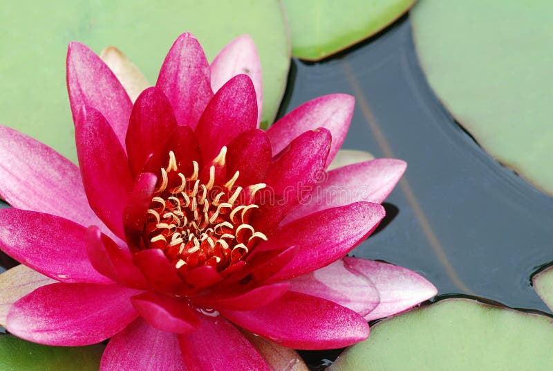 Pink water lily