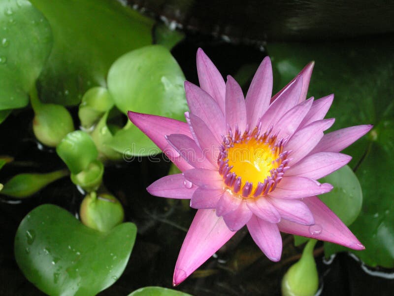 Pink Water Lily