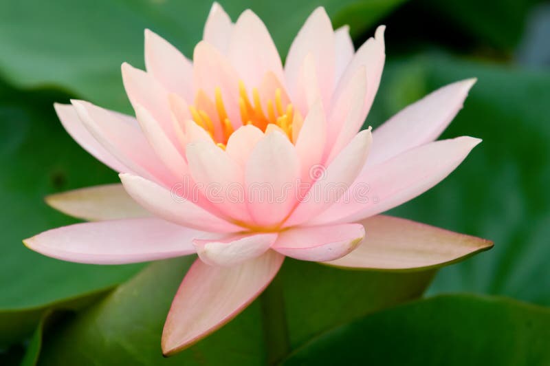 Pink water lily