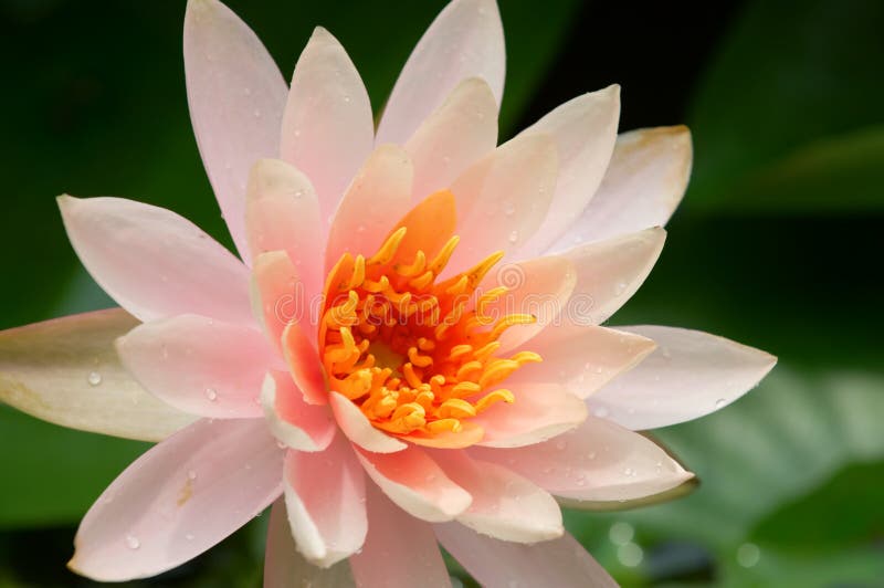 Pink water lily