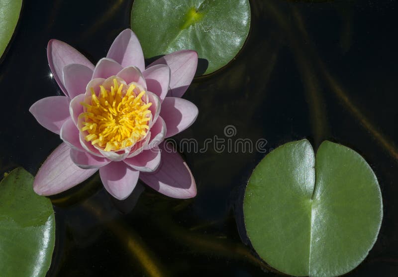 Pink Water Lily