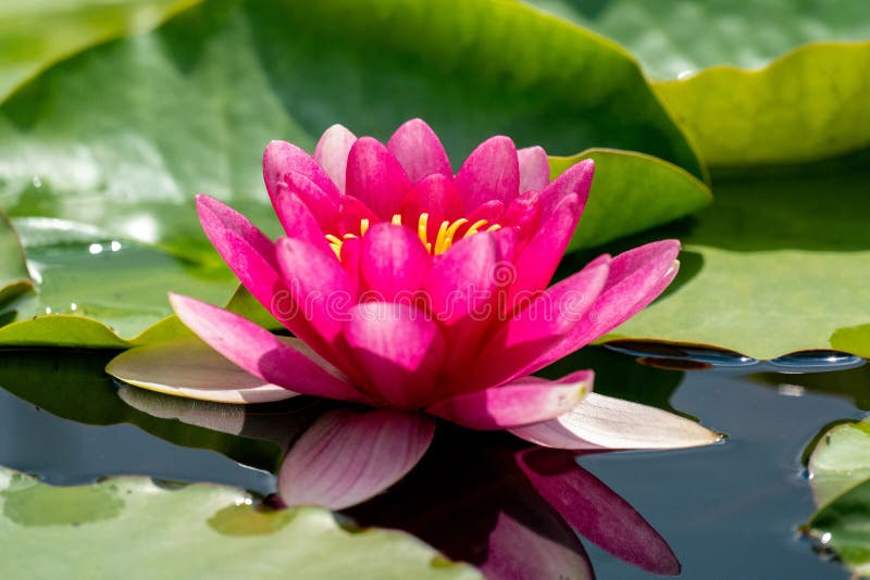 Pink water lily blooming in a lake with refelctions in water stock photo Pink water lily blooming in a lake with refelctions in water stock photo