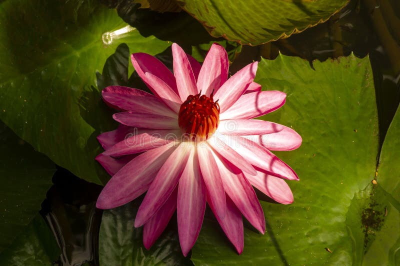 Pink water lily flower, Bunga Teratai, Nymphaea Rubra (Pubescens)