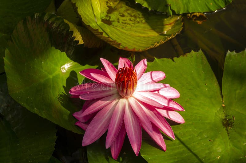 Pink water lily flower, Bunga Teratai, Nymphaea Rubra (Pubescens