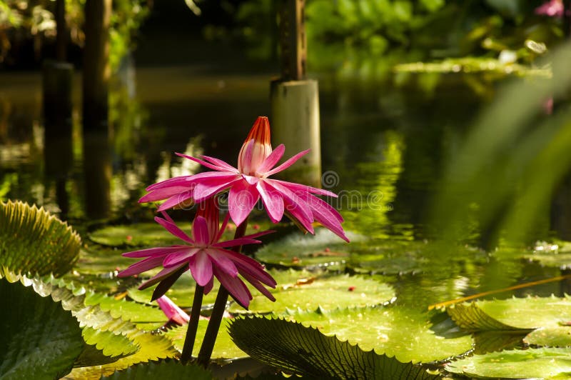 Pink water lily flower, Bunga Teratai, Nymphaea Rubra (Pubescens)