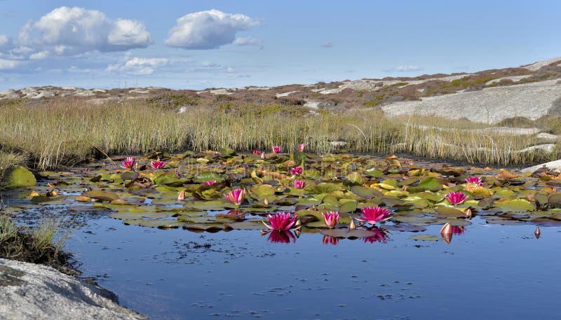 pink water lily flowers blooming in a pond in rocky coast in Sweden