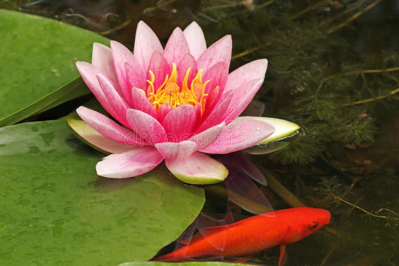 Pink Water Lily in a Goldfish Pond