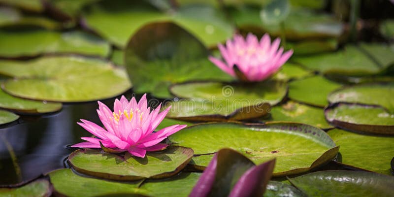 Pink Water Lily and Lily pads in pond