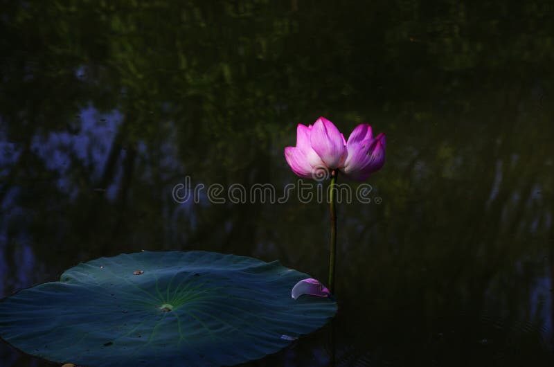 Pink water lily