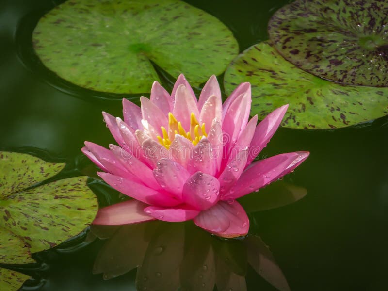Pink water lily or lotus flower with spotty leaves against the background of greenery pond. Petals Nymphaea Perry`s Orange Sunset