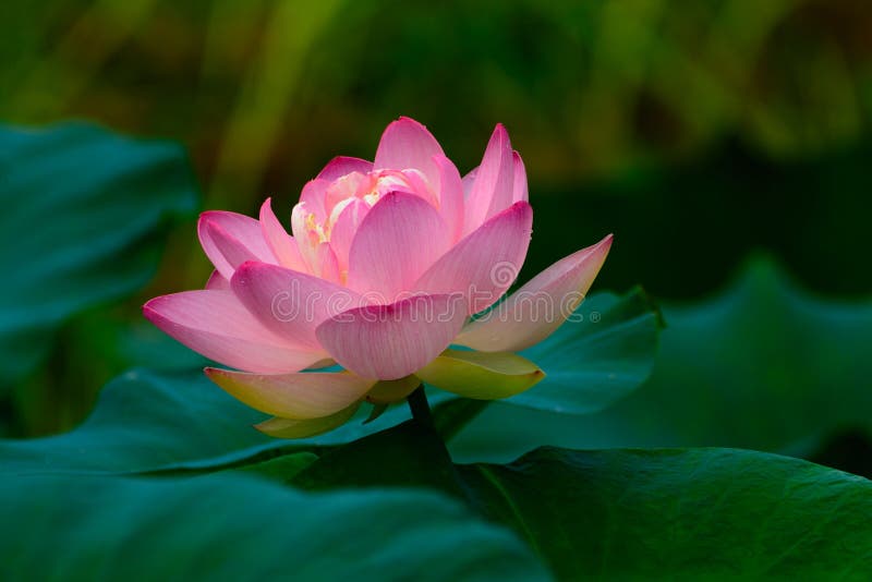 Pink Water Lily or Lotus flower surrounded by lily pads stock photos Pink Water Lily or Lotus flower surrounded by lily pads stock photos