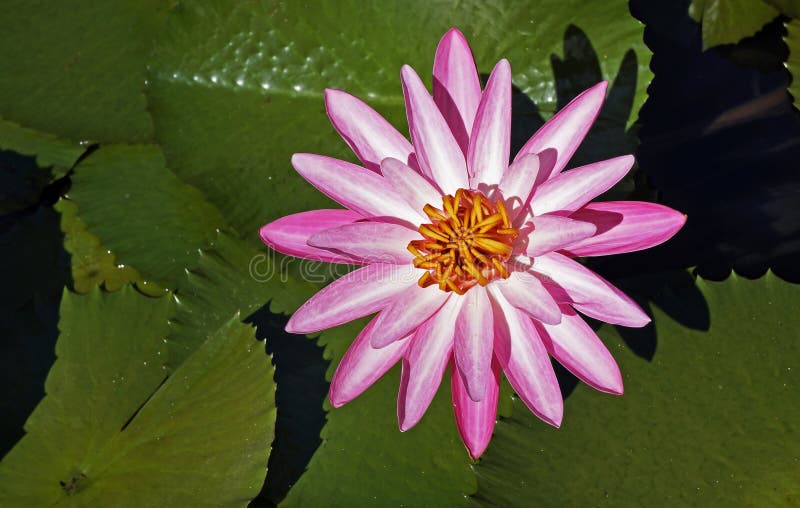Pink water lily, Nymphaea pubescens, on lake, Rio de Janeiro