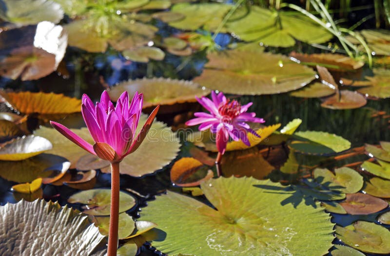 Pink water lily, Nymphaea rubra, on lake