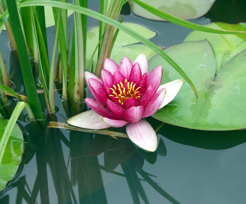 Pink water lily and lily pads in pond