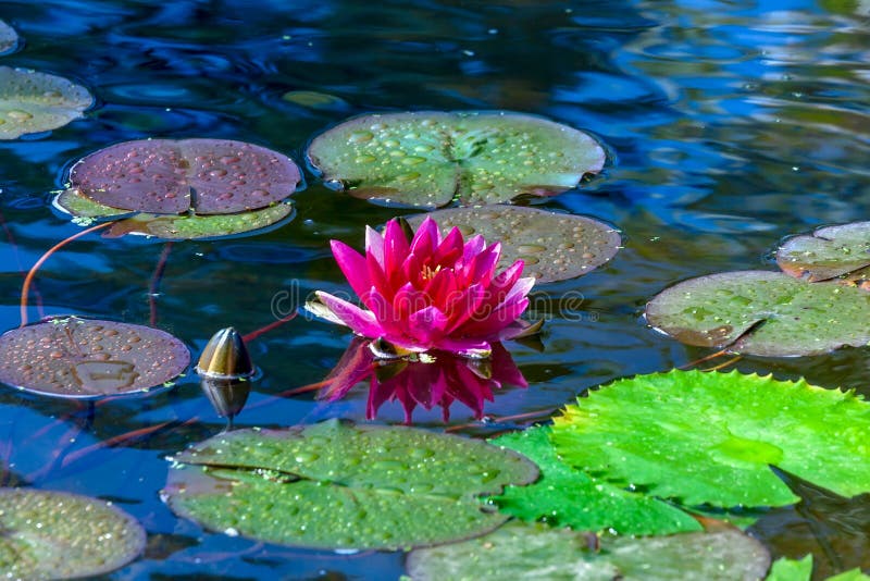 Pink water lily in pond