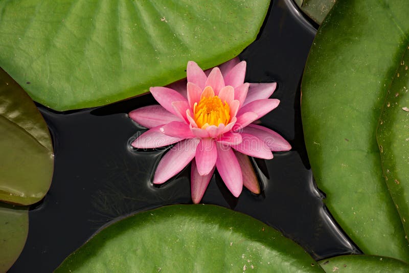 Pink Water Lily in a Pond og Lily Pads