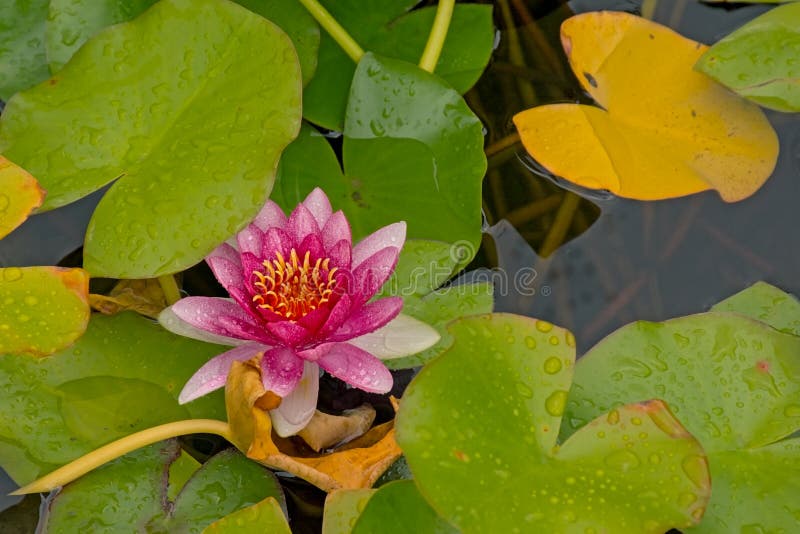 Pink water-lily in the pond