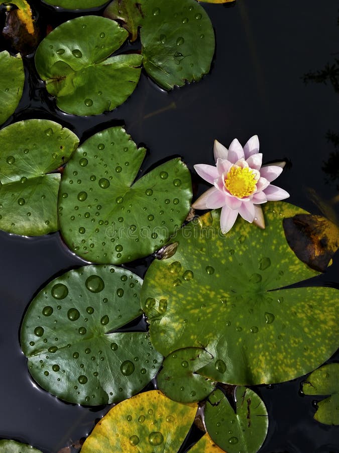 Pink water-lily in pond with vertical perspective