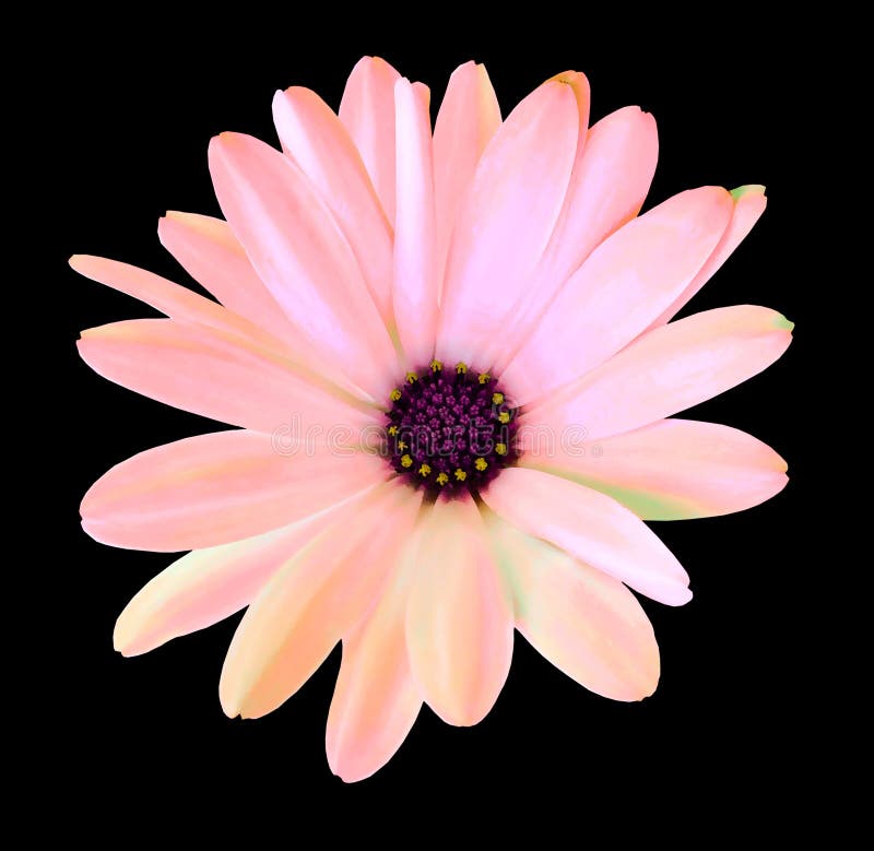 Pink watercolor daisy. Flower on the black isolated background with clipping path. For design. Closeup.