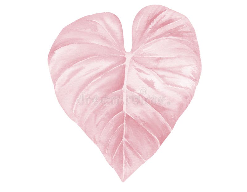 Pink watercolor leaf. Beautiful tropical leaf with streaks. Pale pink watercolour illustration isolated on white.