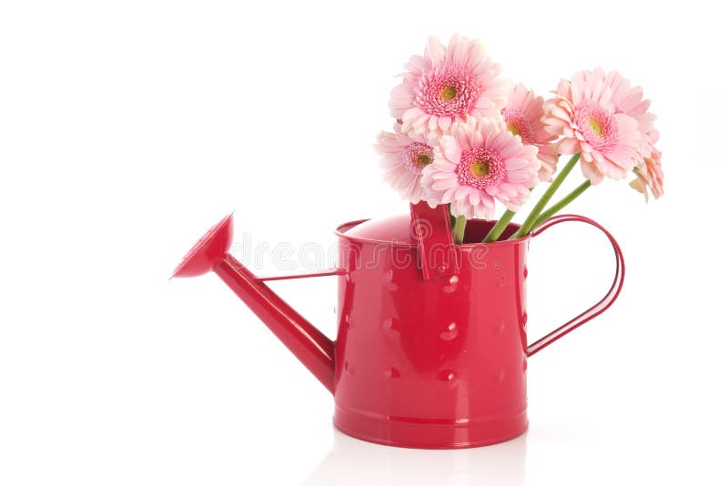 Watering Can with Bouquet Tulips for Birthday Stock Image - Image of ...