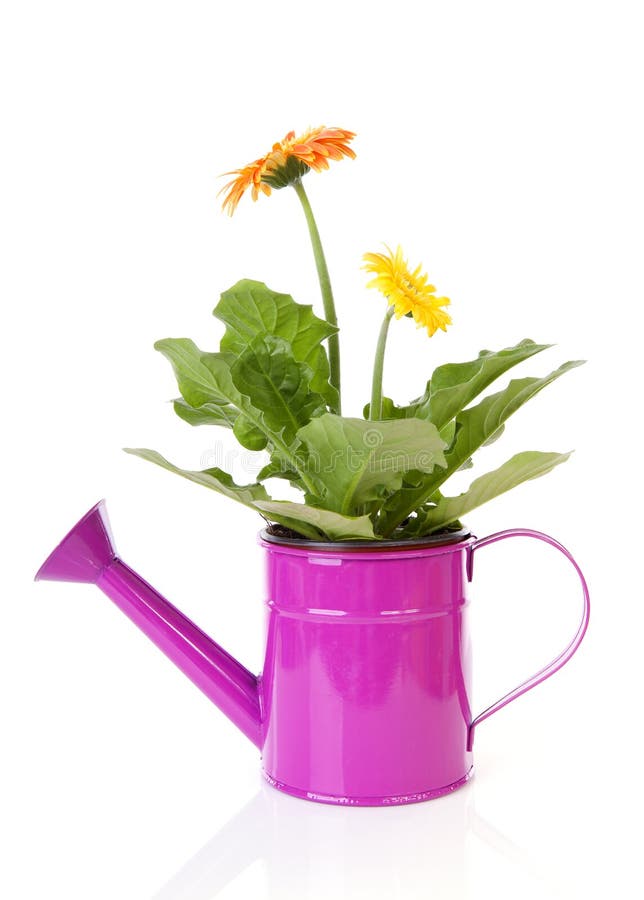 Pink Watering Can with Colorful Roses Stock Image - Image of isolated ...