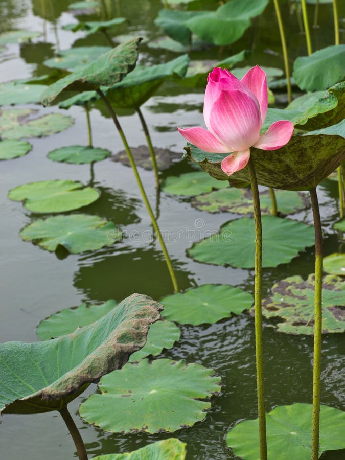 Pink waterlily in pond