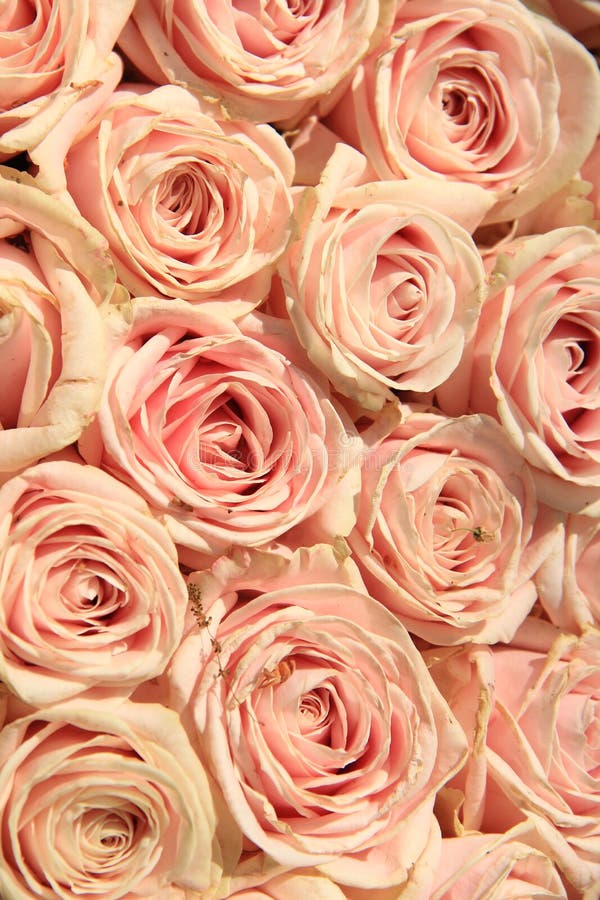 Pink wedding roses stock image. Image of flowers, nature 73055541