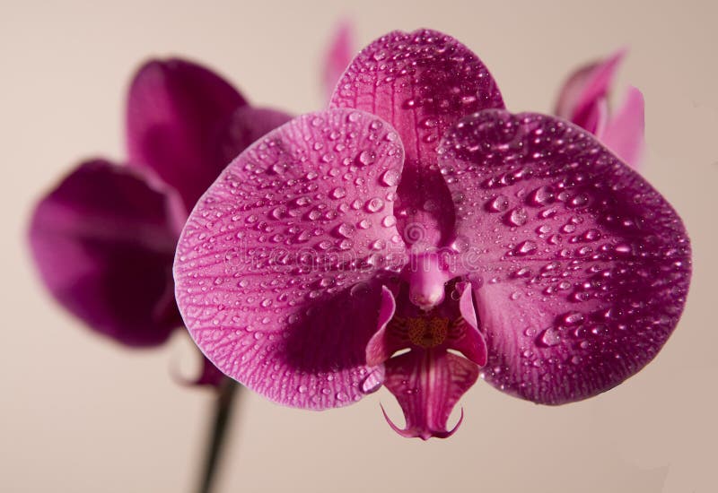 Pink wet orchid