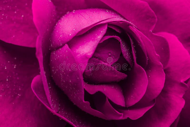 Pink Wet Rose