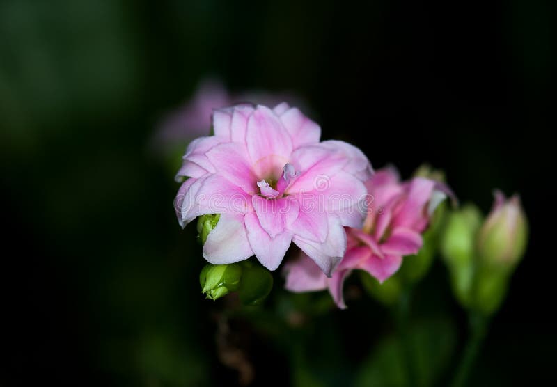 Pink white Amaryllis flower stock image Pink white Amaryllis flower stock image