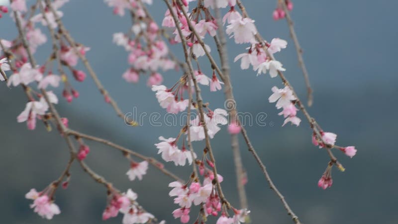 Pink and white blossoms dancing in the wind on a weeping cherry tree in Japan during spring 2016