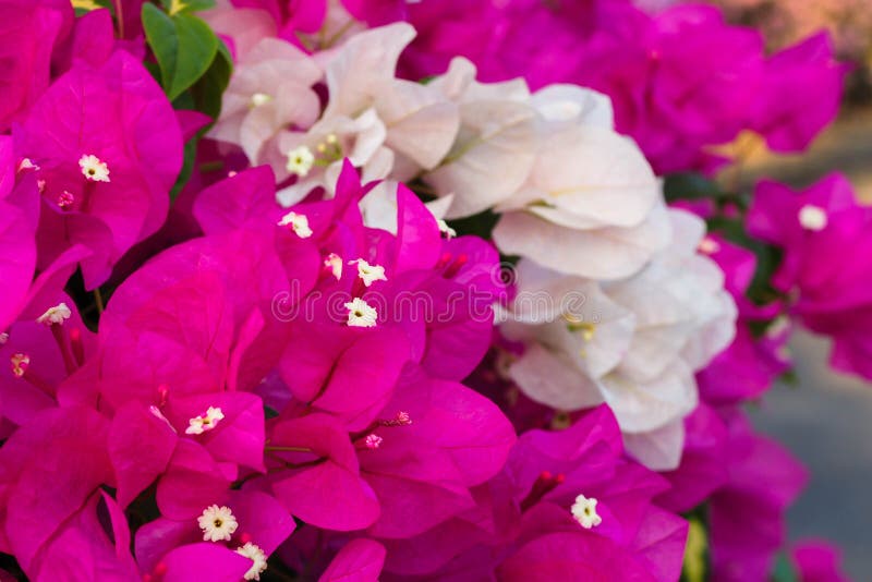 Pink and White Bougainvillea Stock Photo Image of decor, garden 91199608
