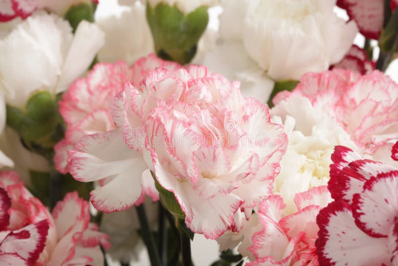 Pink Carnation Flower Bouquet Stock Image Image Of Flora Flower