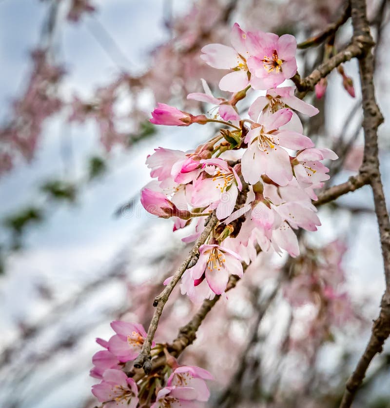 Pink and White Cherry Blossoms Blooming in Spring in North Carolina Stock Image Image of