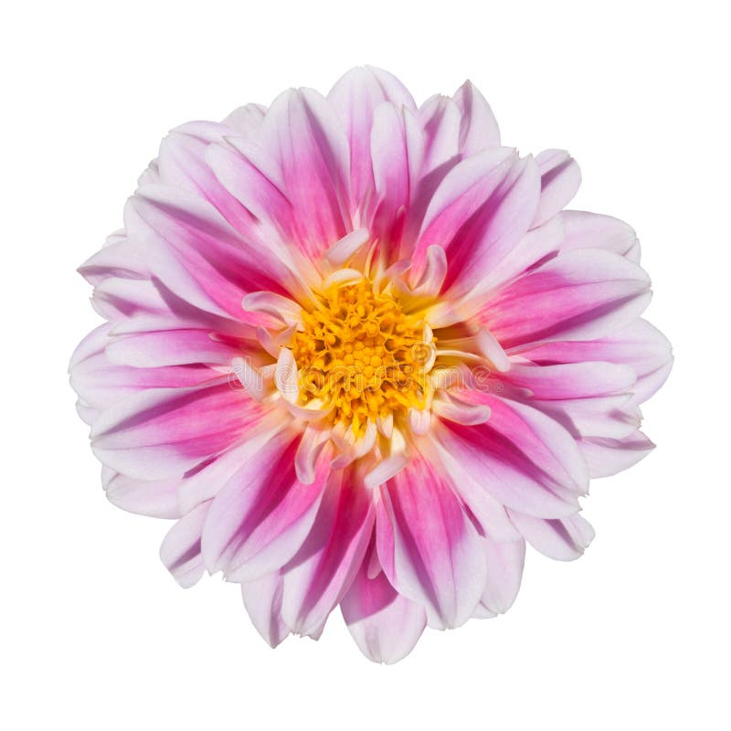 Pink and White Dahlia Flower Isolated on White