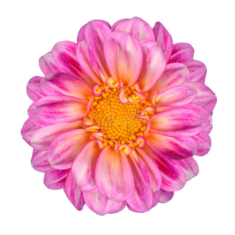 Collection 30+ Background Images pink and white flower with yellow center Full HD, 2k, 4k Collection 30+ Background Images pink and white flower with yellow center Full HD, 2k, 4k
