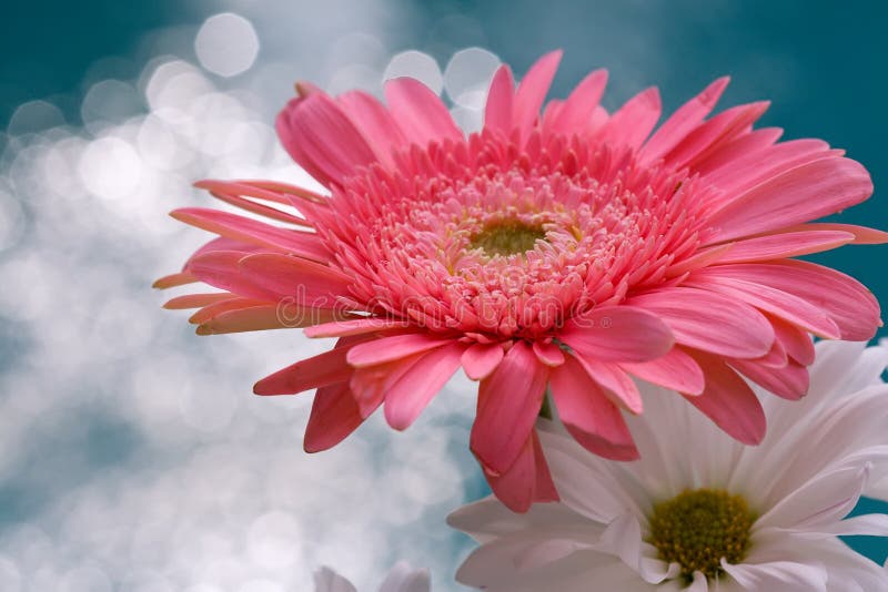 Pink and White Daisies